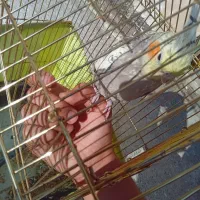 پرنده عروس هلندی|پرنده|فردیس, شهرک ارم|دیوار