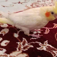 عروس هلندی گم شده مژدگانی بگیر