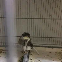 قناری آوازخوان