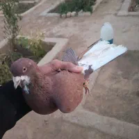 کفتر|پرنده|شیراز, گویم|دیوار