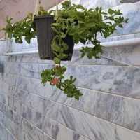 گل یخ و قلمه یخ