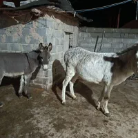 الاغ ،خر ماده با کره