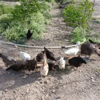 فروش مرغ وخروس وجوجه لری نژاد گلین و بوقلمون