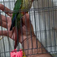 جوجه گرینچیک همه نژاد موجود دستی و سرلاکی امیدیه|پرنده|امیدیه, |دیوار