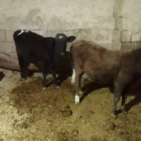 گاو  گوساله نر هر دو|حیوانات مزرعه|زمکان, |دیوار