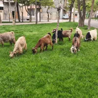 فروش‌۸عددبز‌و‌تی‌بز‌داشتی‌