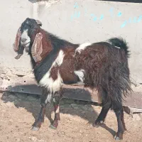 پازند دو رگ نژدی تخمی۲ساله|حیوانات مزرعه|دوگنبدان, |دیوار