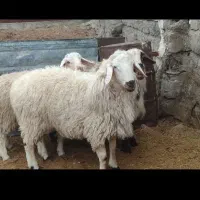 بره نر سفت چاق