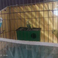 مرغ عشق|پرنده|شیراز, پارک کوهستانی بوستان|دیوار
