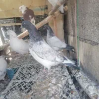 کفتر یا کبوتر