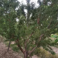 فروش باغچه 900 متری سند تک برگ|فروش دفتر صنعتی، کشاورزی، تجاری|رباط‌کریم, رباط‌کریم|دیوار