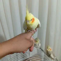 ۴ عروس هلندی، دستی، قفس و وسایل کامل|پرنده|قرچک, شهرک طلائیه|دیوار