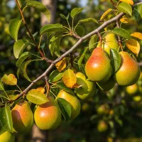 فروش نهال گلابی درگزی مقاوم‌ترین رقم به سرمای اراک