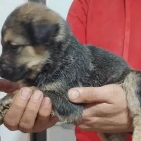 واگذاری پت هایه پاکوتاه ومینیاتوری|سگ|تهران, شهرک آپادانا|دیوار