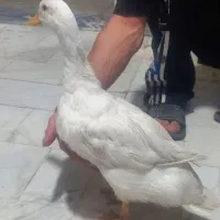 اردک