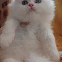 گربه پرشین کوچولو ابریشمی|گربه|تهران, الهیه|دیوار