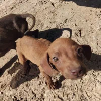 تول سگ المان بسیار باهوش|سگ|گلی داغ, |دیوار