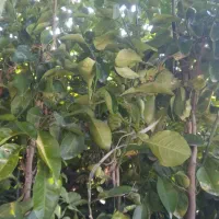 انواع نهال مرکبات و سرو ناز شیرازی