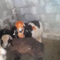 بره چاق