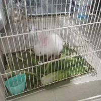 فروش خیلی فوری یک خرگوش بلاهمراه باقفس