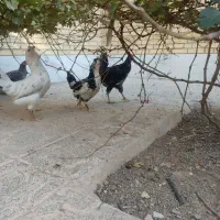 مرغ خروس گلین زیبا و سالم