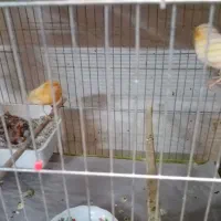 قناری|پرنده|یزد, |دیوار