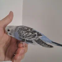جوجه مرغ عشق انگلیسی نر