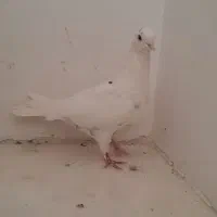 کفتر سفید غریب گیر|پرنده|ملایر, |دیوار