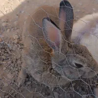 خرگوش بزرگ و بچه خرگوش|موش و خرگوش|کاشان, راوند|دیوار