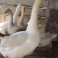 قو غاز لیندا یکساله یک جفت فروش فوری  دلیل مهاجرت