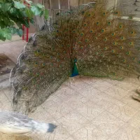 طاووس.