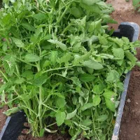 چغر (نشا)گوجه