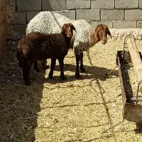 فروش ویژه میش سه عدد که یکی با بره