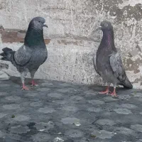 ۶ جفت کبوتر خارجی انگلیسی وپاکستانی