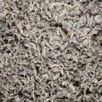 کاکوتی خشک شده