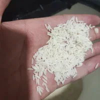 برنج طارم هاشمی بدون ریز|خوردنی و آشامیدنی|قائمشهر, |دیوار