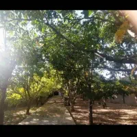 گردو|حراج|باقرشهر, |دیوار