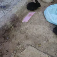 خرگوش پشمالو  لوپ اصل|موش و خرگوش|تربت‌حیدریه, حاجی یار‎|دیوار