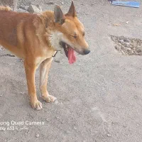 سگ نگهبان|سگ|تهران, تهرانپارس شرقی|دیوار