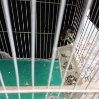 سهره داغ سر نر