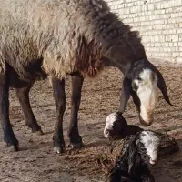 فروش گوسفند نژاد شال و افشار|حیوانات مزرعه|اصفهان, نقش جهان|دیوار