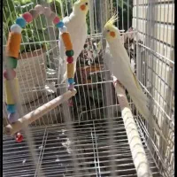 عروس هلندی مولد