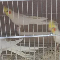 فروش عروس هلندی|پرنده|یزد, |دیوار