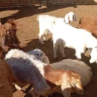 چهار عدد بزغاله سه عدد ماده یکی نر  کیلو ۲۷۰