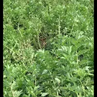 فروش باقلا علوفه ای کیلو ۶ هزار تومن