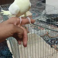 عروس