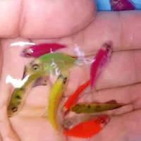 فروش ماهی کالر همه رنگ|ماهی|مشهد, گوهرشاد|دیوار