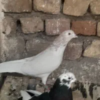 همه‌ جور هست|پرنده|قم, نخودی|دیوار