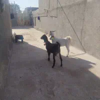 کولار پاکستانی