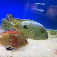 نیکاراگوئنسیس|ماهی|کرج, شاهین‌ویلا|دیوار